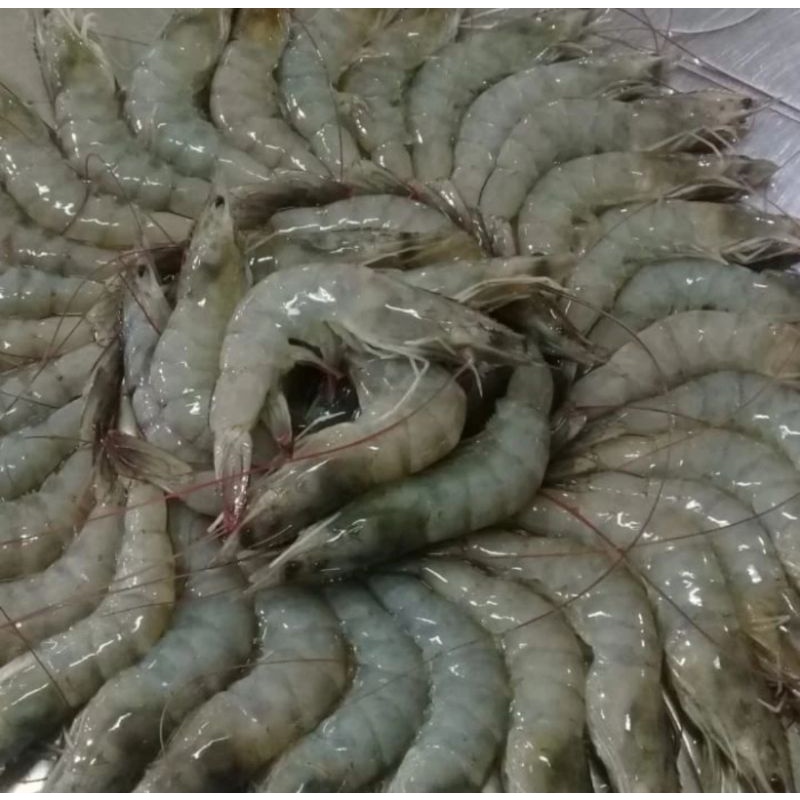 Jual Udang Vaname Size 40 50 Besar 1kg Shopee Indonesia