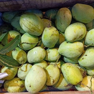 Jual Buah Mangga Indramayu Mangga Cengkir Gr Harga Per Kg