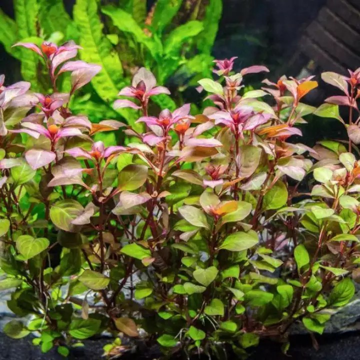 Jual Ludwigia Sp Red Mini Tanaman Aquascape Low CO2 Shopee Indonesia