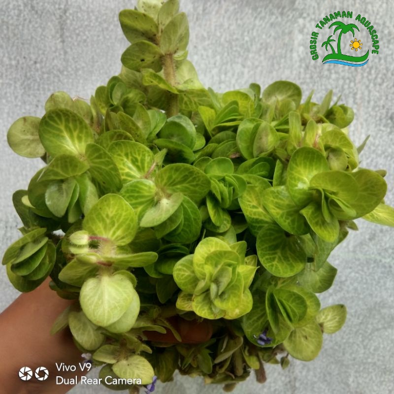 Jual Bacopa Lanigera Tanaman Aquascape Tanaman Hias Aquarium