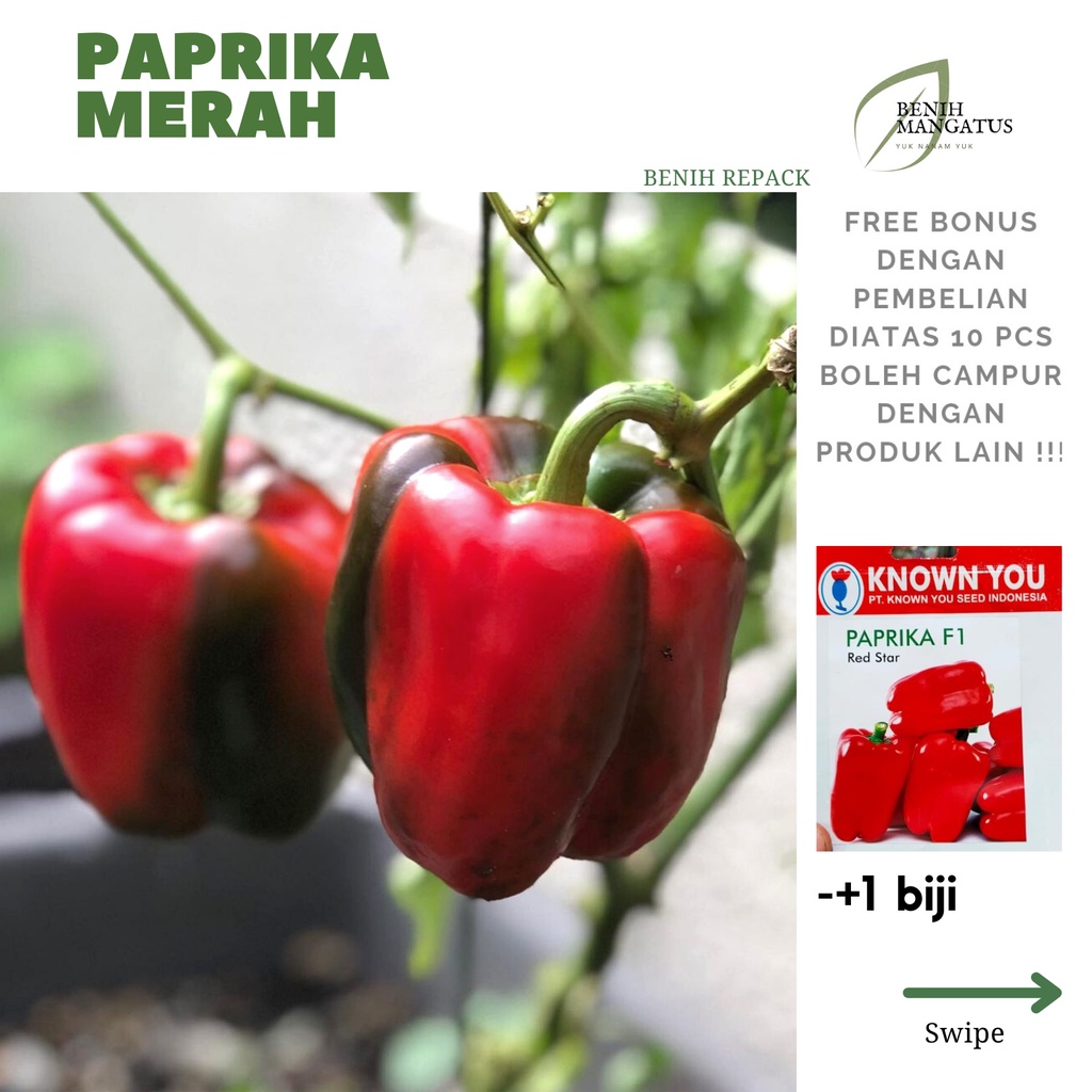 Jual A Benih Paprika Merah Biji Tanaman Sayuran Merk Known You F