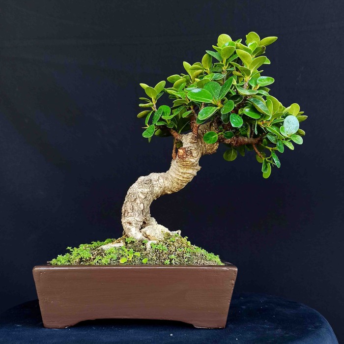 Jual Bonsai Pohon Beringin Mangkok Mikro Prospek Shopee Indonesia