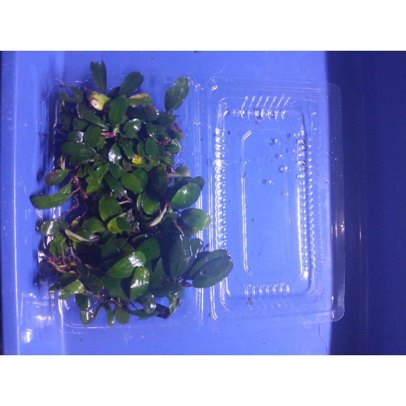 Jual Promo Beli 5 Gratis 1 Bucephalandra Buce Mini Mix Medium Clump