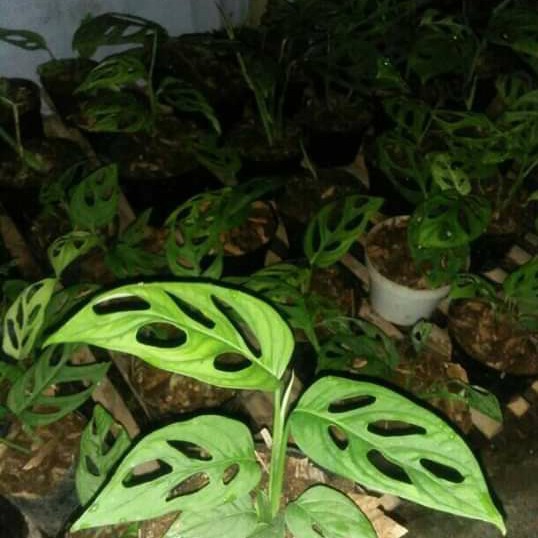 Jual Tanaman Hias Monstera Obliqua Atau Janda Bolong Shopee Indonesia