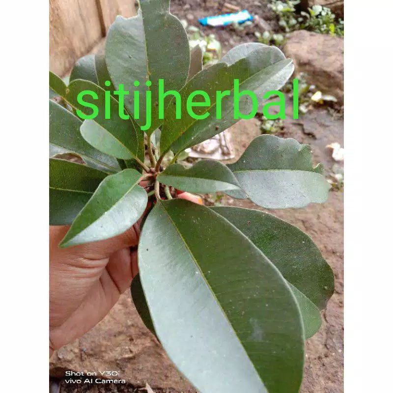 Jual Daun Sawo Segar Per Lembar Shopee Indonesia