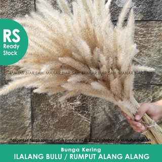 Jual Rs Tangkai Bunga Kering Ilalang Bulu Bunga Alang Alang Kering