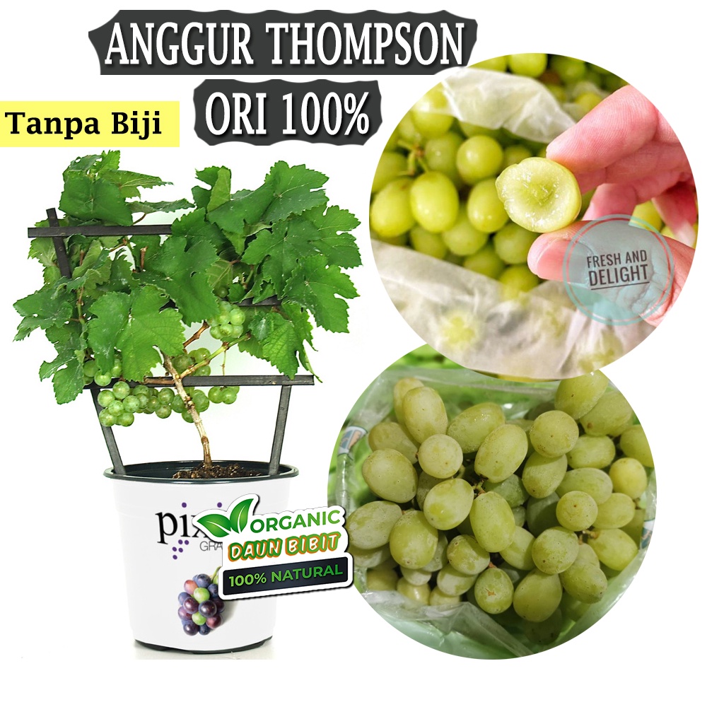 Jual Bibit Anggur Thompson Seedless Import Valid Shopee Indonesia