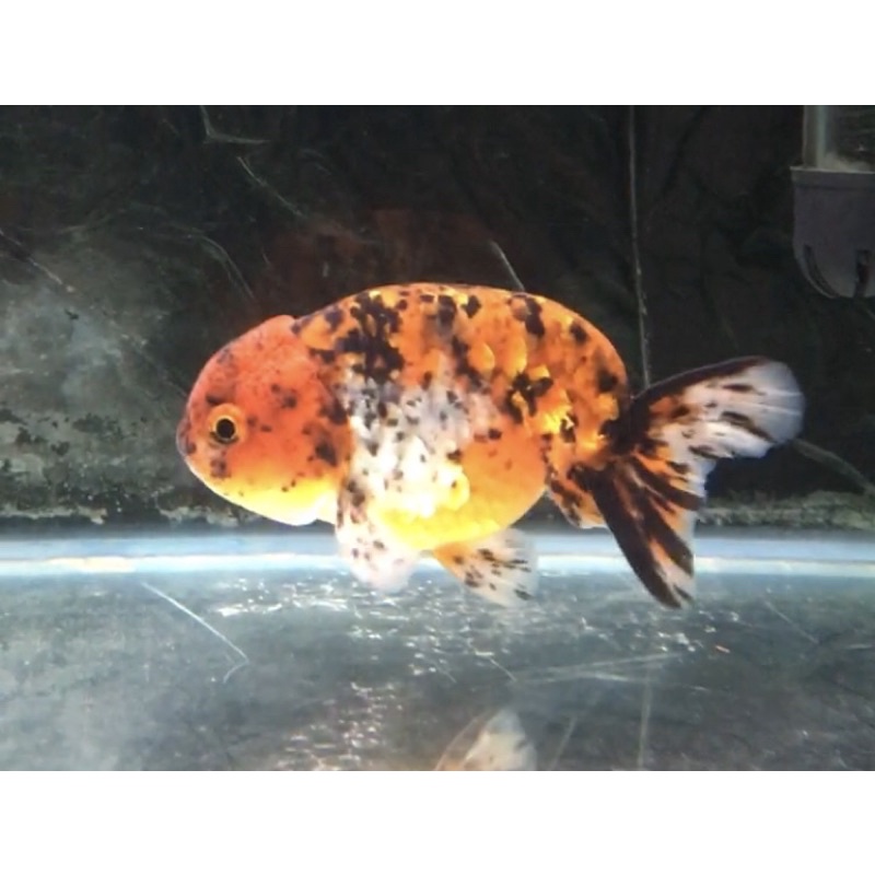 Jual Ikan Koki Ranchu Calico RNCL1 Shopee Indonesia