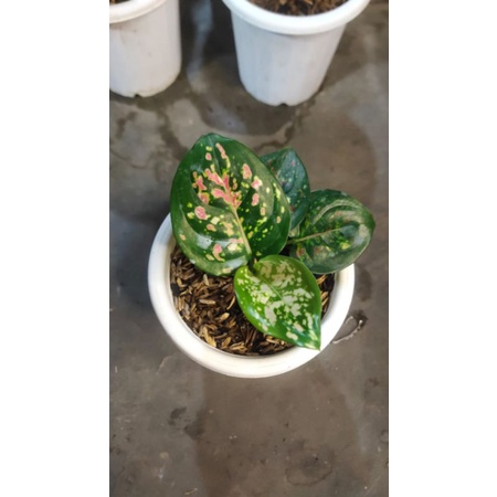 Jual Aglaonema Tricaler Real Pick Shopee Indonesia