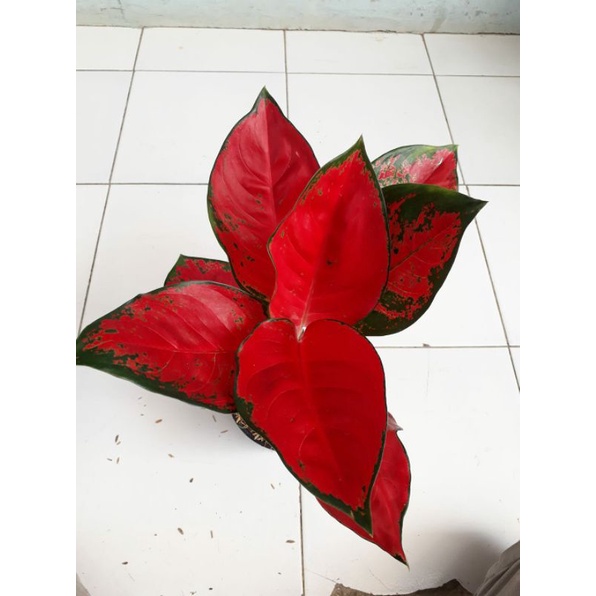 Jual Aglonema Suksom Jaipong Shopee Indonesia