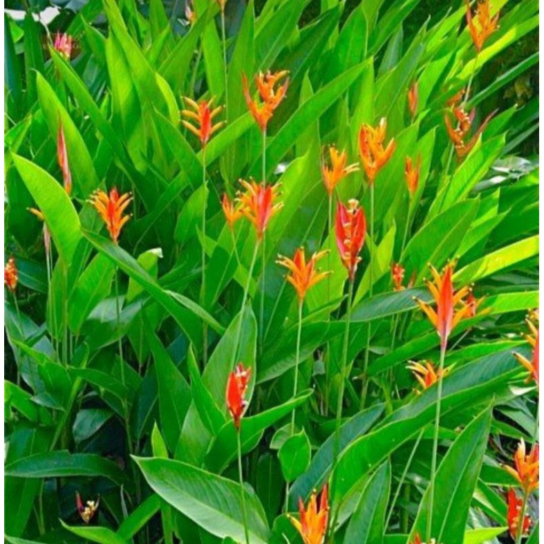 Jual Tanaman Pisang Heliconia Shopee Indonesia