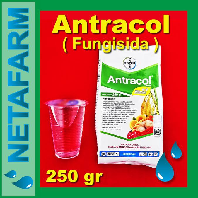 Jual Buruan Serbu Fungisida Antracol Wp Kemasan Gr Shopee