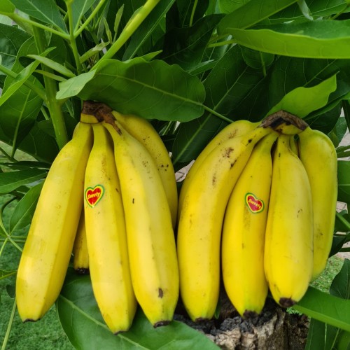 Jual Pisang Cavendish Fresh 1kg Shopee Indonesia