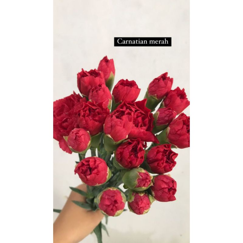 Jual Bunga Carnation Bunga Anyelir Carnation Isi Tangkai Asli Segar