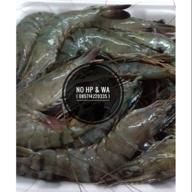 Jual Udang Segar Fresh Ukuran Sedang 1 Kg Shopee Indonesia