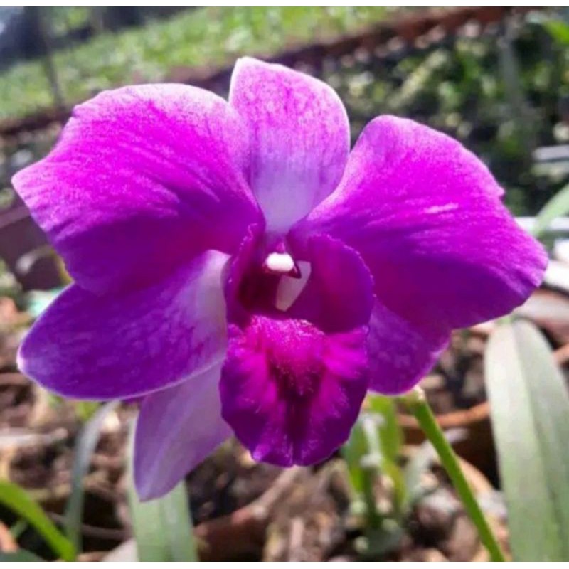 Jual Pohon Anggrek Dendrobium Dewasa Pink Sweet Sudah Spike Shopee