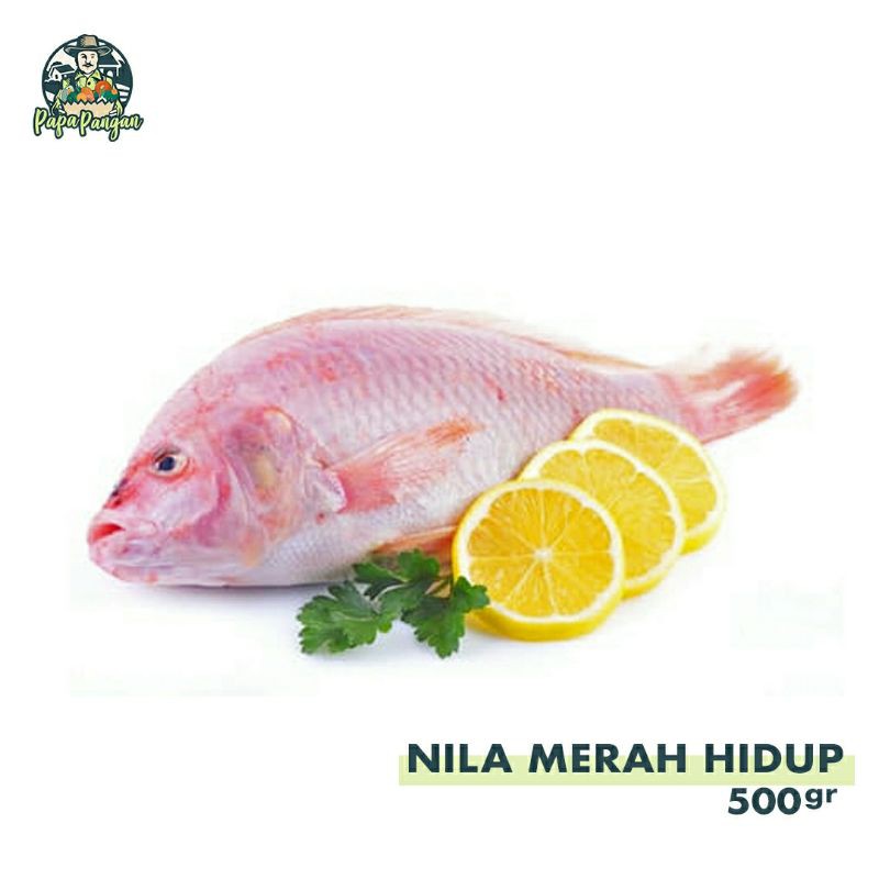 Jual Ikan Nila Merah Hidup Papapangan 500 Gram Shopee Indonesia