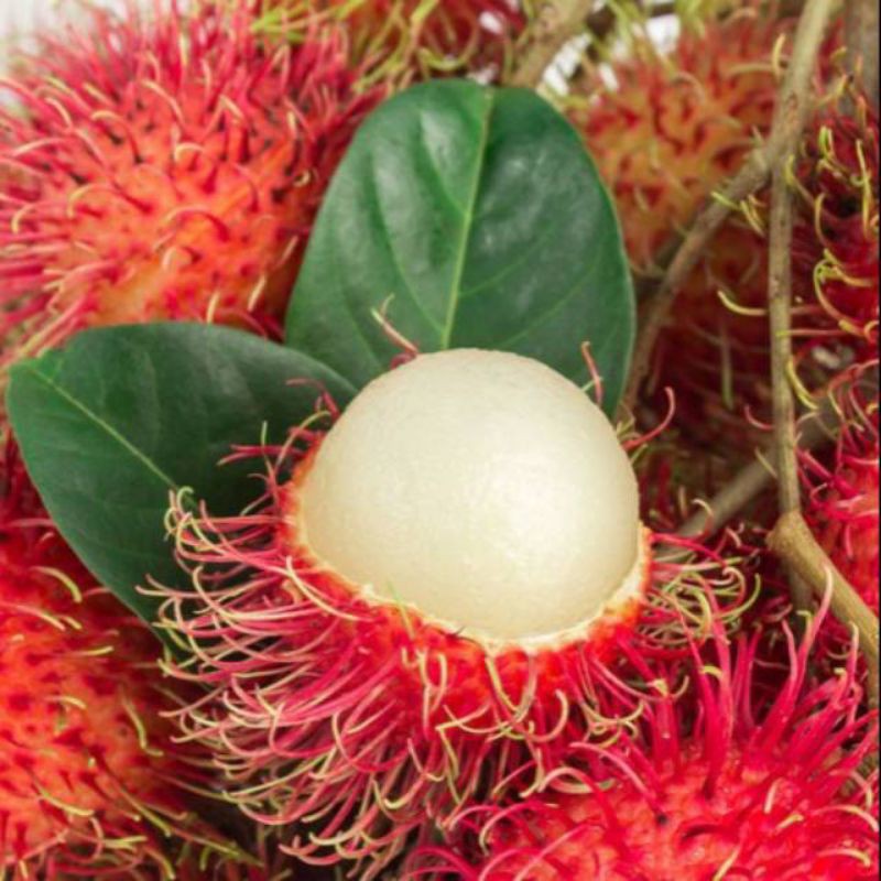 Jual Buah Rambutan Lebak Bulus Segar Baru Petik Organik Buah Rambutan