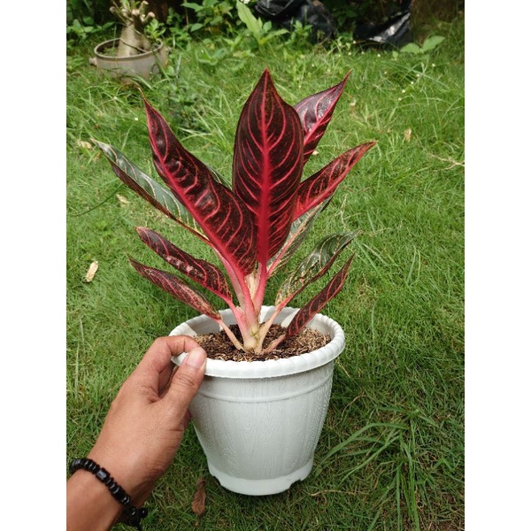 Jual Aglaonema Red Pos Pride Of Sumatera Shopee Indonesia