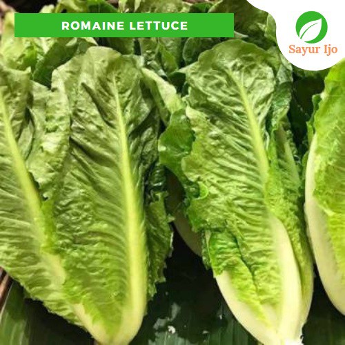 Jual Selada Romaine 450 500 Gram Fresh Lettuce Sayur Hijau Segar