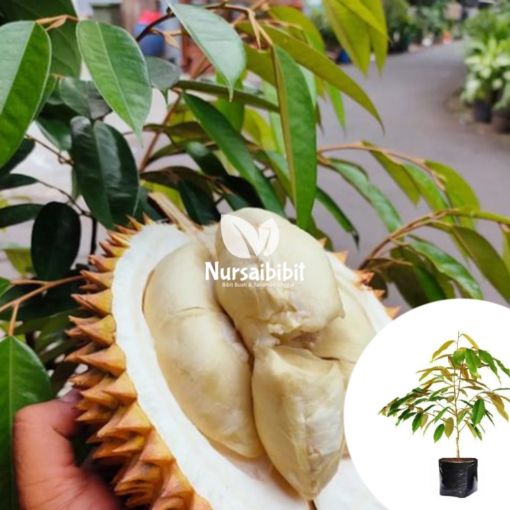 Jual Bibit Tanaman Pohon Tanaman Buah Durian Duri Hitam Kaki 1 Ochee