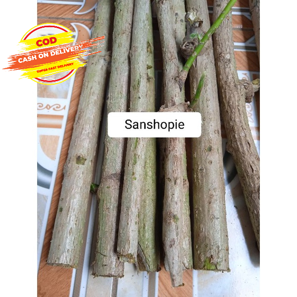 Jual Bibit Stek Batang Daun Insulin Atau Kipahit Per Kg Shopee