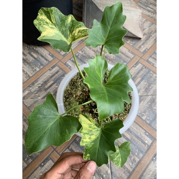 Jual PHILODENDRON SELLOUM VARIEGATA VARIGATA Shopee Indonesia