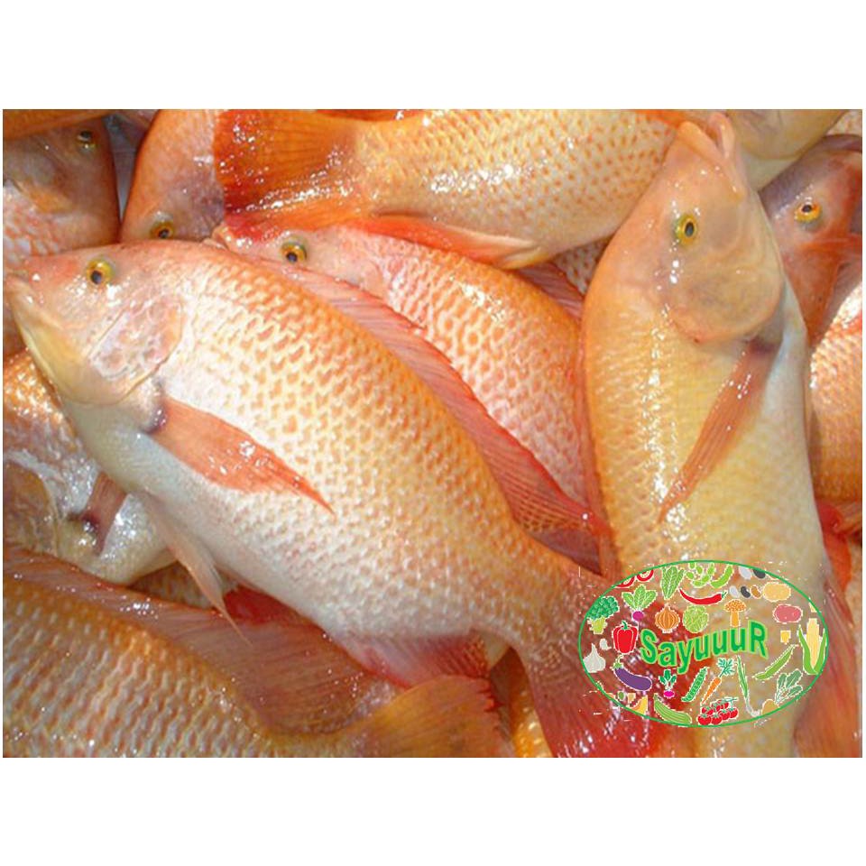 Jual Ikan Nila Segar Hidup Shopee Indonesia