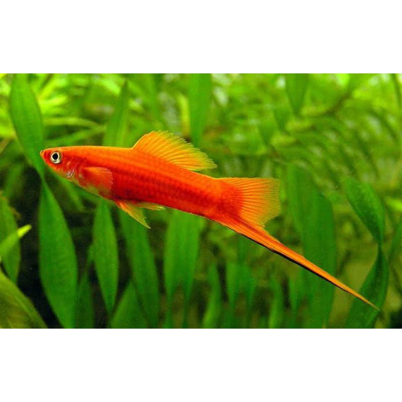 Jual Paket Ikan Pedang Swordtail Fish Xiphophorus Hellerii