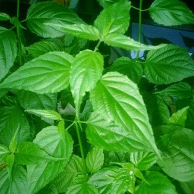 Jual Daun Dandang Gendis Segar Per Lembar Untuk Obat Daun Kitajam