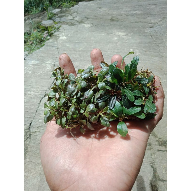 Jual Lobelia Cardinal Mix Buce Mini Pakis Lempeng Tanaman Aquascape