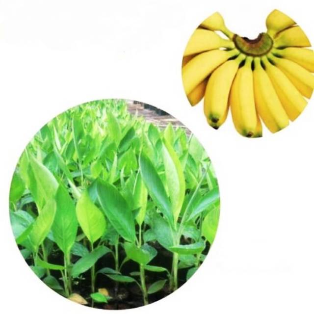 Jual Bibit Tanaman Pisang Mas Pohon Pisang Mas Shopee Indonesia