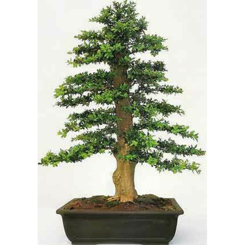 Jual Bonsai Boxus Buxus Herlandi Jadi Siap Pajang Bukan Bahan Free