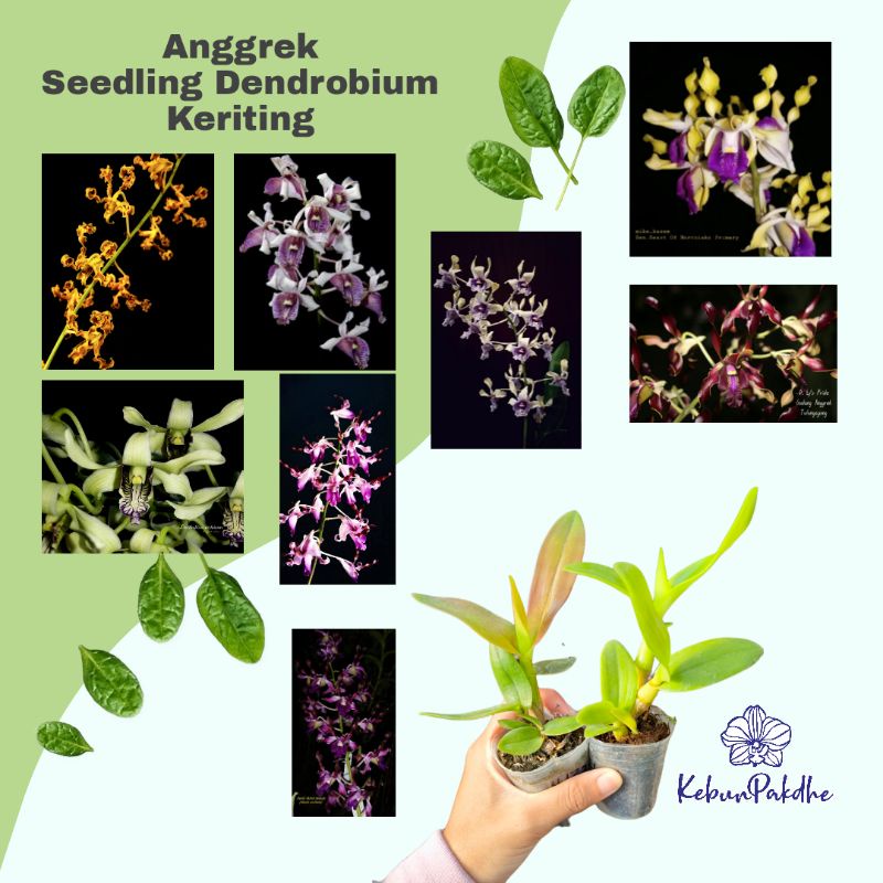 Jual Seedling Anggrek Keriting Dendrobium Melintir Shopee Indonesia