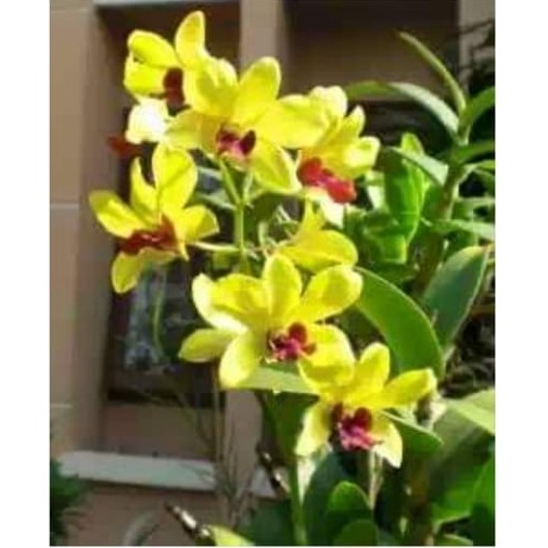 Jual Tanaman Hias Anggrek Dendrobium Thongchai Gold Anggrek Tongchai