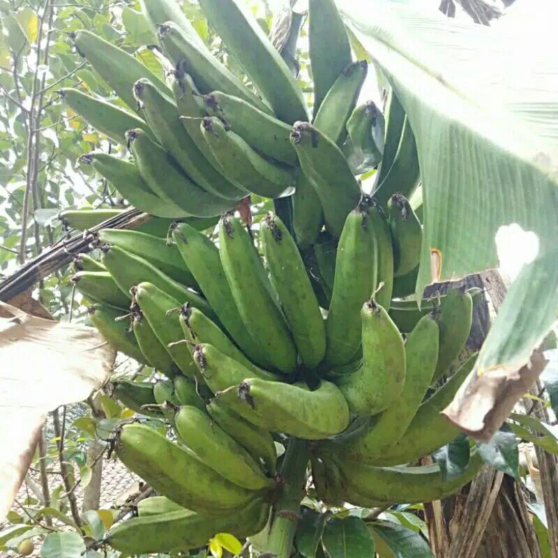 Jual Bibit Pisang Janeng Jumbo Bonggol Shopee Indonesia