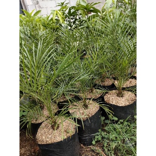 Jual Pohon Palm Kenari Pohon Hias Kenari Shopee Indonesia