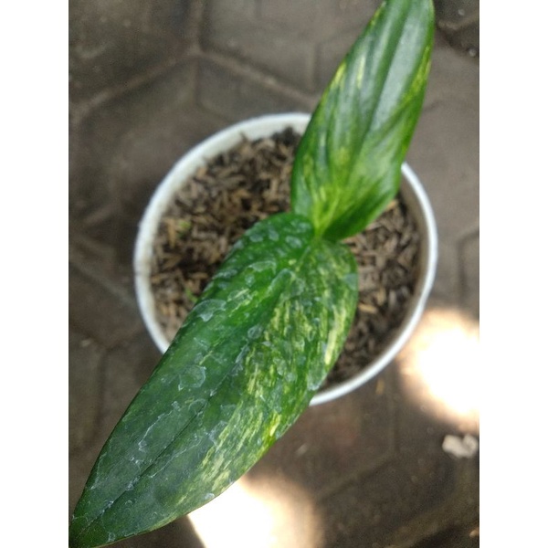 Jual Monstera Standleyana Variegata Splash Yellow Indonesia Shopee