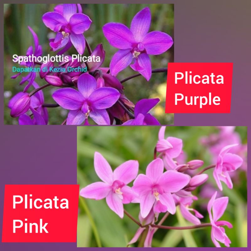 Jual Anggrek Tanah Spathoglottis Plicata Pink Spathoglottis Plicata