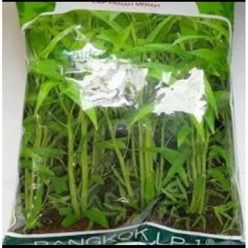 Jual Benih Kangkung Bangkok 1 Kg Shopee Indonesia