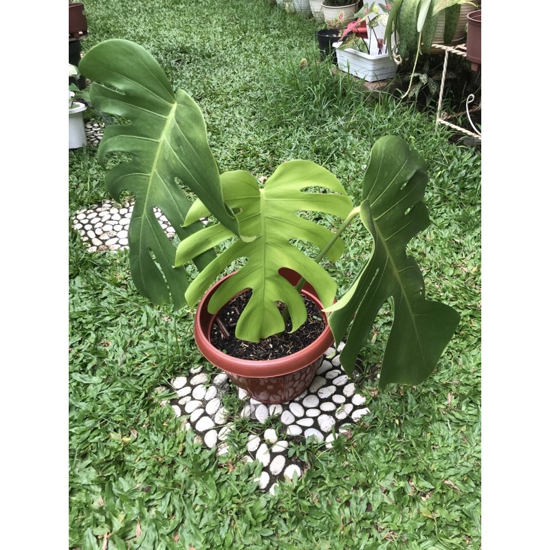 Jual Monstera Borsigiana Sold Shopee Indonesia