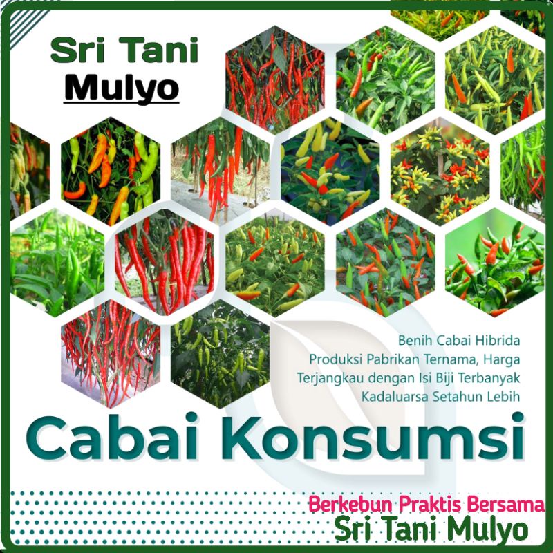 Jual Stm Bibit Cabe Konsumsi Benih Sayuran Cabai Rawit Merah Setan