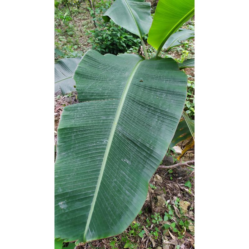 Jual Daun Pisang Shopee Indonesia