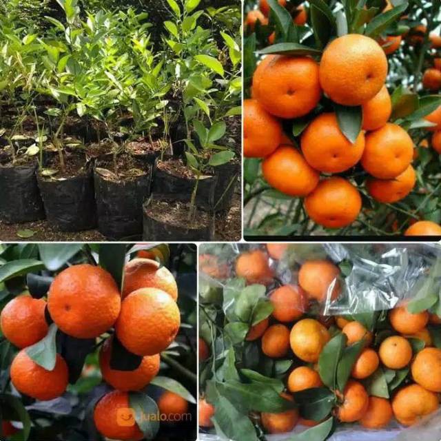 Jual Paket Hemat 3 Bibit Jeruk Santang Madu Super Unggul Shopee Indonesia