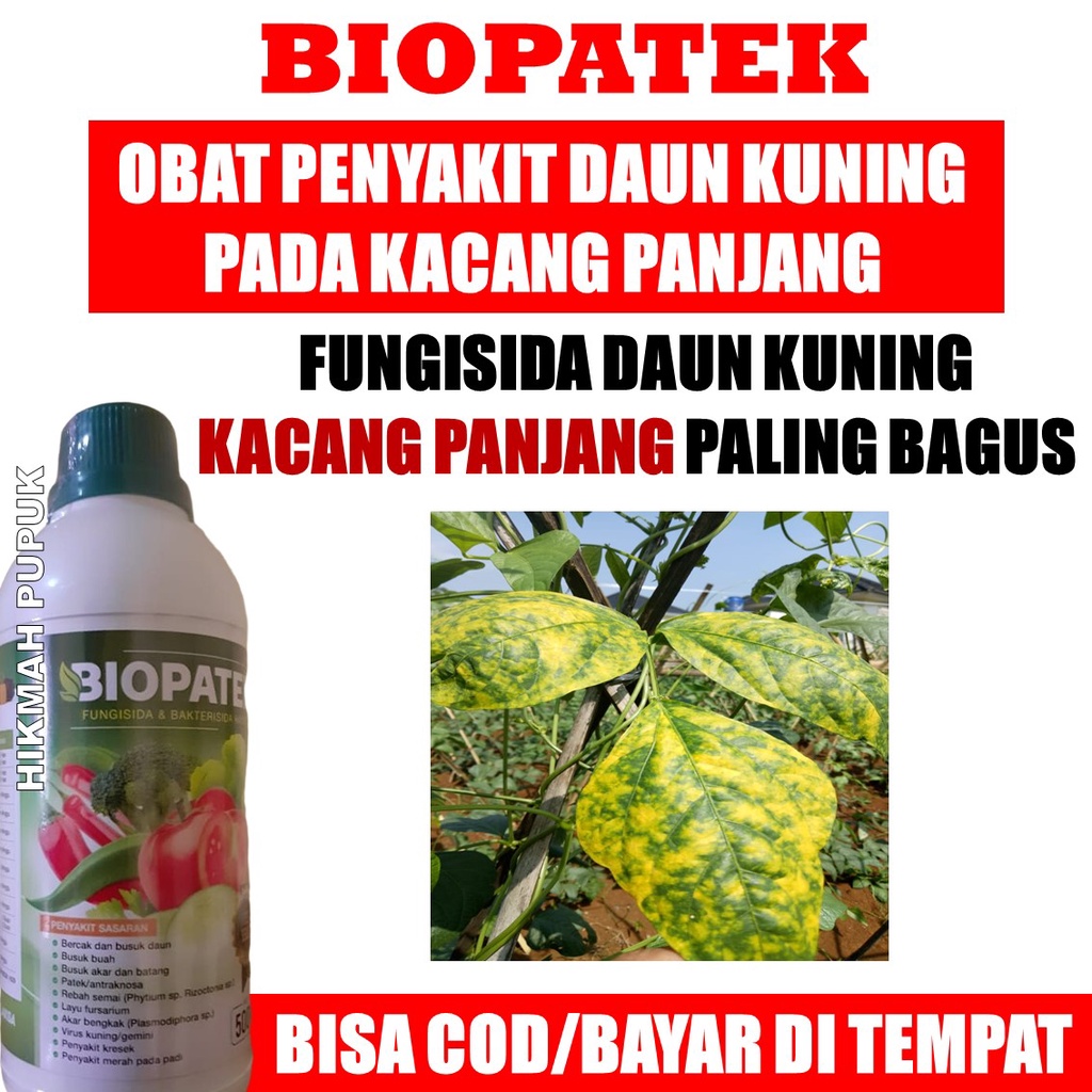 Jual Terlaris Penyakit Daun Kuning Pada Kacang Panjang Biopatek Pupuk