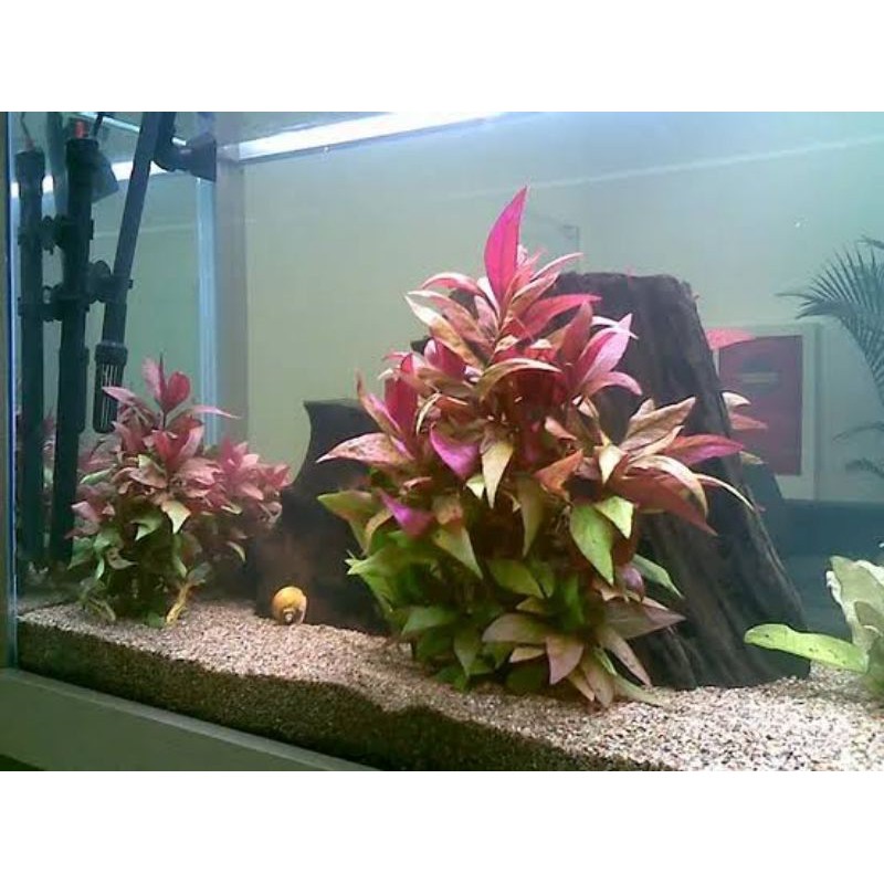 Jual Alternanthera Reinecki Lilacina Tanaman Aquascape Shopee Indonesia