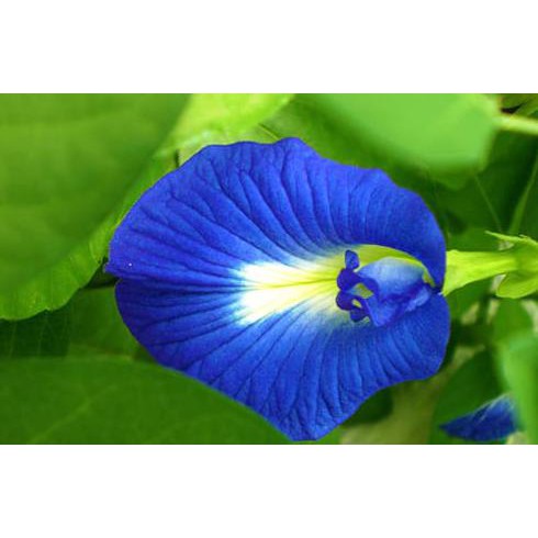 Jual Kliwon Biji Benih Tanaman Bunga Kembang Telang Clitoria Ternatea