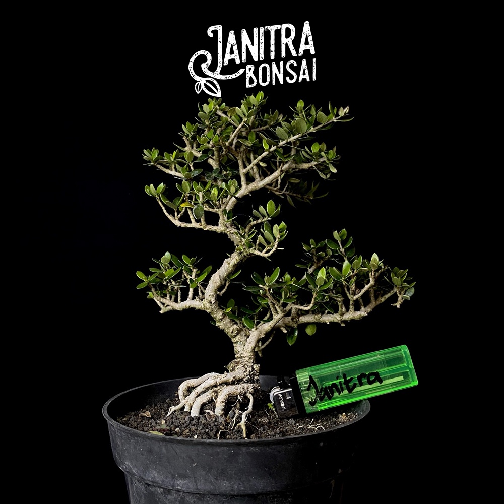 Jual Bonsai Zaitun Micro Black Olive Bucida Spinosa Jadi Siap Pajang