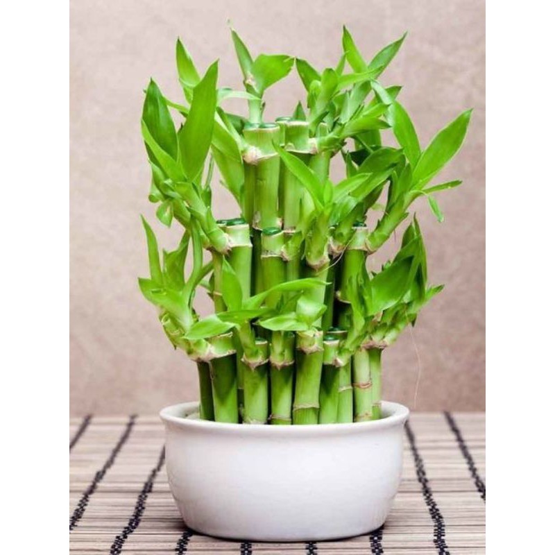 Jual Tanaman Bambu Hoki Lucky Bamboo Bambu Rejeki Shopee Indonesia