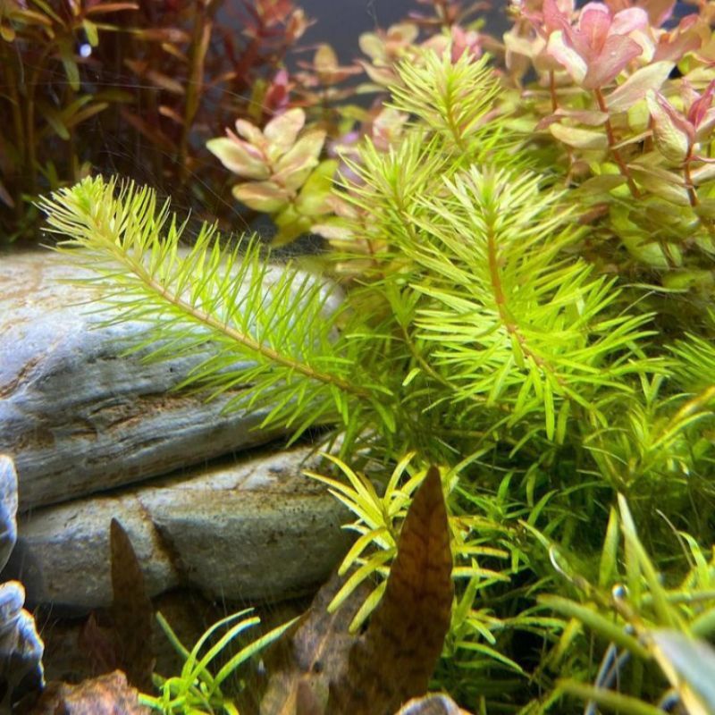 Jual Rotala Bangladesh Batang Tanaman Aquascape Aquascape Plant